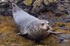 New research has found that seals are not threatening commercial fishing stocks in Irish waters