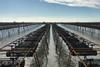 South Australia aquaculture leases extended