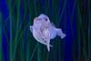 Cuttlefish
