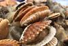 Queen scallops