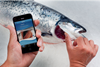 Now users check pollock, haddock, herring, turbot, sole, brill, redfish, deepwater shrimp, fjord shrimp and peeled shrimp with the app, in addition to salmon, cod and plaice