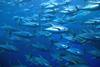 Tuna fisheries