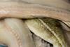 North Sea cod has been removed from the MCS ‘Fish to Avoid’ list. Credit: Seafish, www.seafish.org