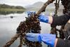 UK mussels