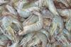 Whiteleg Shrimp is a staple for Vietnamese seafood exports Credit: Xufanc/CC-BY-SA-3.0