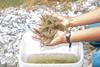 Shrimp harvest at AGRIMINGOLD SA’s farm in Ecuador