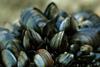 Blue mussels