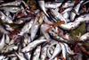 Worldwide overfishing is still an ‘unresolved concern’
