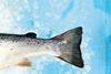 Waitrose's ‘Fish matters’ label