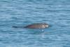 Illegal fishing for totoaba is apparently the current primary threat to vaquita Photo: NOAA