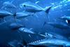 Yellowfin tuna Photo: NOAA