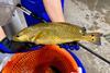 Pine Island Redfish