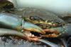 Blue crab. Credit: John Starmer/Marine Photobank