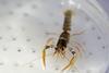 European lobster has a far greater survival rate when farmed Photo: Ocean On Land Technology