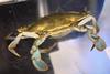 A close up image of a crab being manually sorted