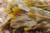 A new textile has been developed which could revolutionise seaweed farming. Credit: Gary Houston/CC0, via Wikimedia Commons