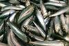 Catch of Pacific sardine. Credit: NOAA