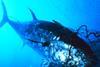 The bluefin tuna recovery plan unchanged. Credit: NOAA