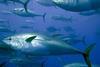 Echebastar tuna fishery has not met MSC certification requirements