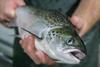 Farmed salmon