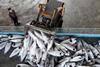 Bigeye tuna continues to be overfished. Photo: Alex Hofford, Greenpeace/Marine Photobank