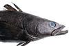 The vessel believed to be fishing illegally for Patagonian toothfish