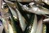 A 'Food Alert for Action' has been issued for a range of smoked fish at Lloyds & Sons, including mackerel