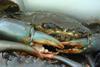 Blue crab Photo: John Starmer/Marine Photobank