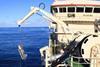 Mackerel Egg Sampling