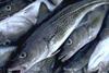 OCEAN2012 warns: ‘It’s fish captain, but not as we know it.’