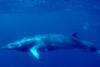 NEWREP-A will target 3,996 minke whales over the next 12 years. Credit: NOAA
