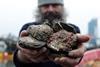 Oyster numbers have plummeted in the Solent, off the south coast of England