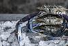 Blue swimmer crab