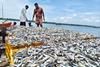 Two fishermen standing by an immense haul of sardines