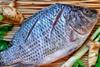 Tilapia