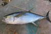 Yellowfin tuna. Credit: NOAA