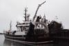 Swedish trawler ‘Themis’ landing at 999's Thyborøn factory