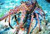 Caribbean spiny lobster