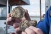 Oysters retrieved from the Dornoch Firth for the Glenmorangie DEEP Project