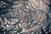 Overfishing of species such as anchovy can cause lasting effects on other species. Credit: Cliff/CC BY 2.0
