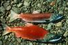 Sockeye salmon. Credit: U.S. Fish and Wildlife Service