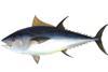 First bluefin fishery enters MSC process