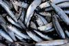 Forage fish, such as anchovies, are a cheap and sustainable source of protein and micronutrients