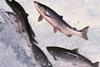 BIM withdraws salmon farm application in Galway Bay