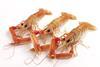 Nephrops/Langoustines
