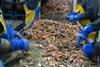 The image shows workers tailing live animals on a seafood production line