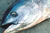 ISSF are taking steps to make tuna fishing more responsible Photo: NOAA