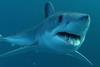 Shortfin mako shark
