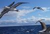 The bird baffler has reduced interactions with seabirds by more than 90%. Credit: AFMA