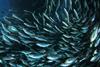 NEA mackerel